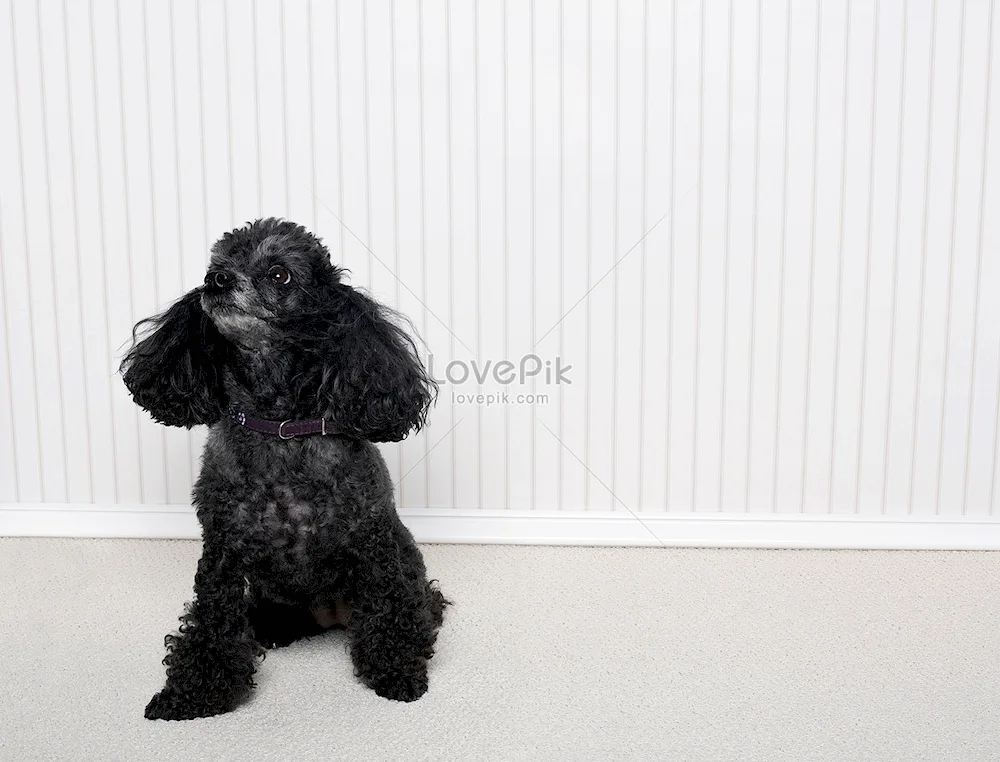 Black poodle