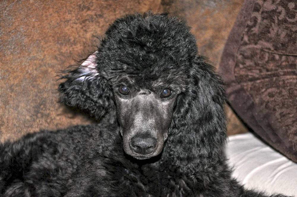 King poodle black