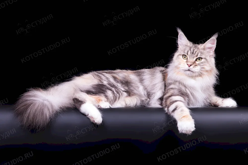 Main Coon Black Silver Marbled Maine Coon