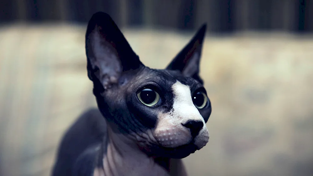 Black sphynx cat