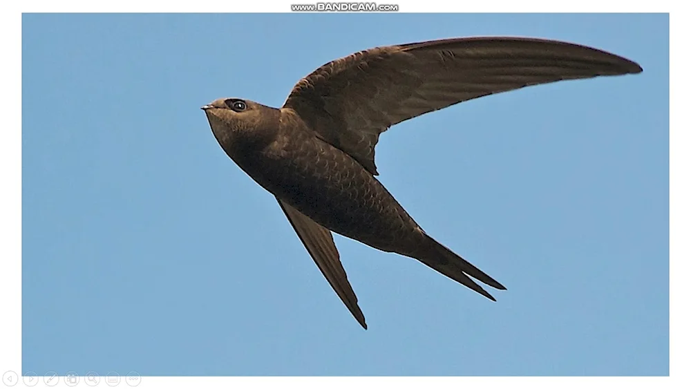 Angle-tailed Swift bird Black Swift - APUS APUS