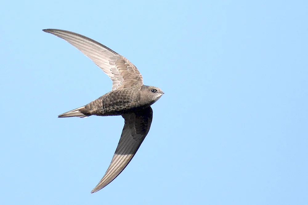 Black Swift - APUS APUS