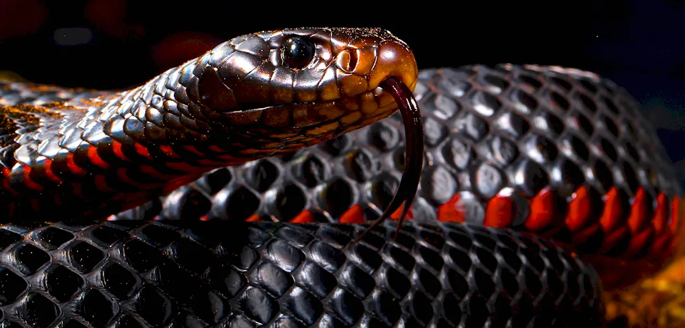 Black Taipan snake