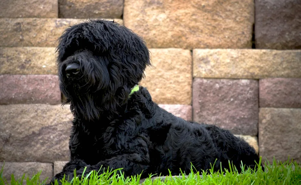 Black Terrier