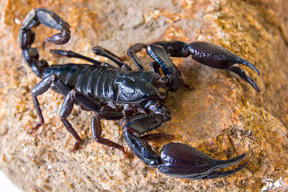 Black thick-tailed Scorpion