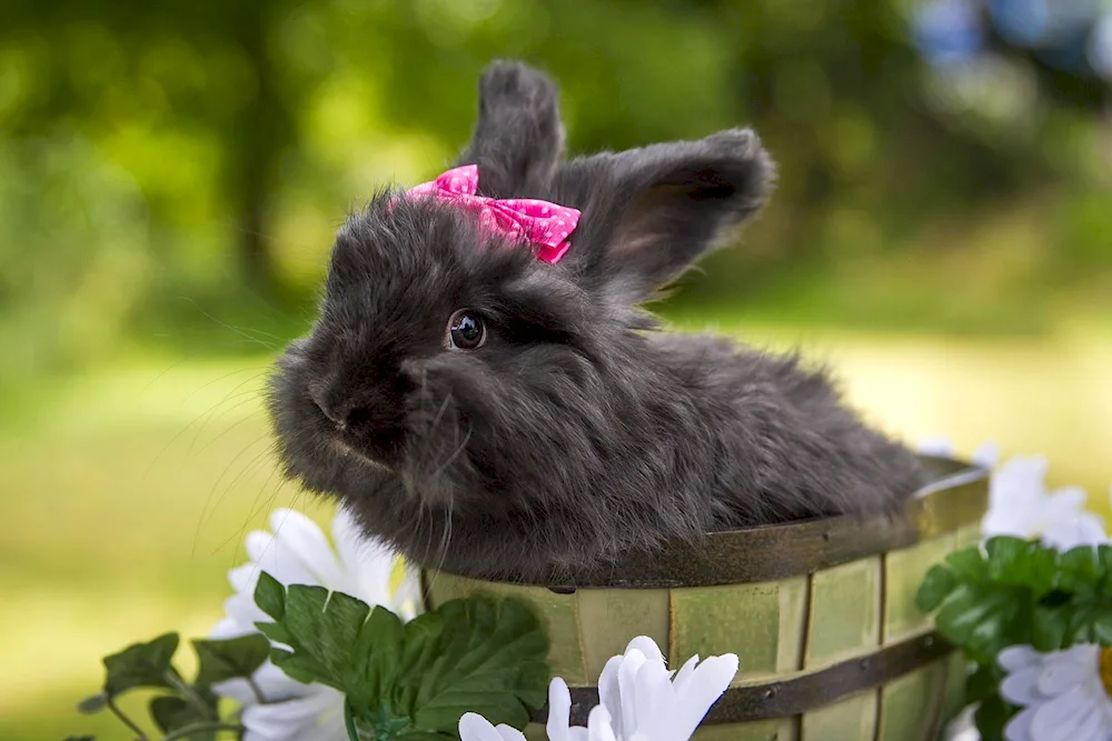 Beautiful rabbit