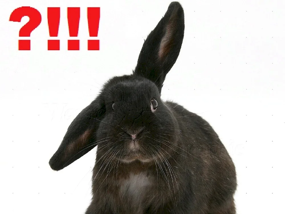 New Year's rabbit