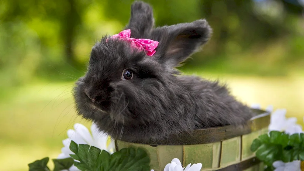 Domestic rabbit black