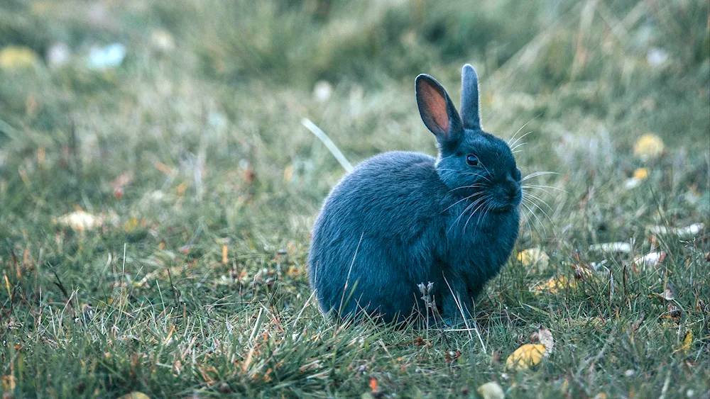 New Year rabbit
