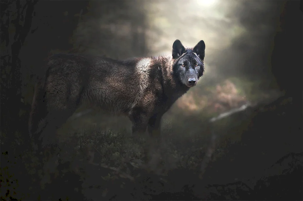 Black Wolf