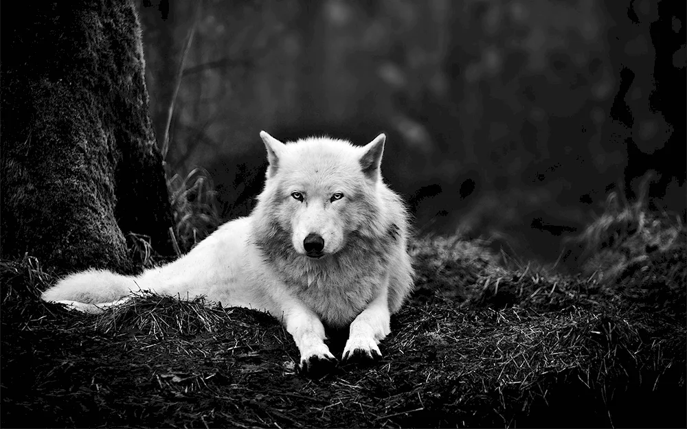 White wolf