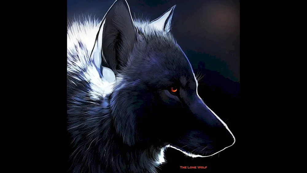 Black wolf