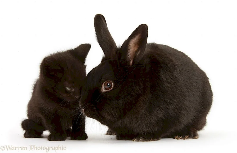 New Zealand rabbit black
