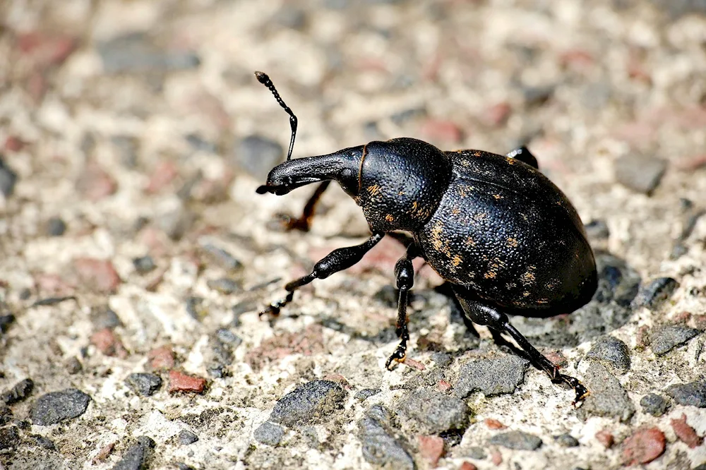 Black beetle