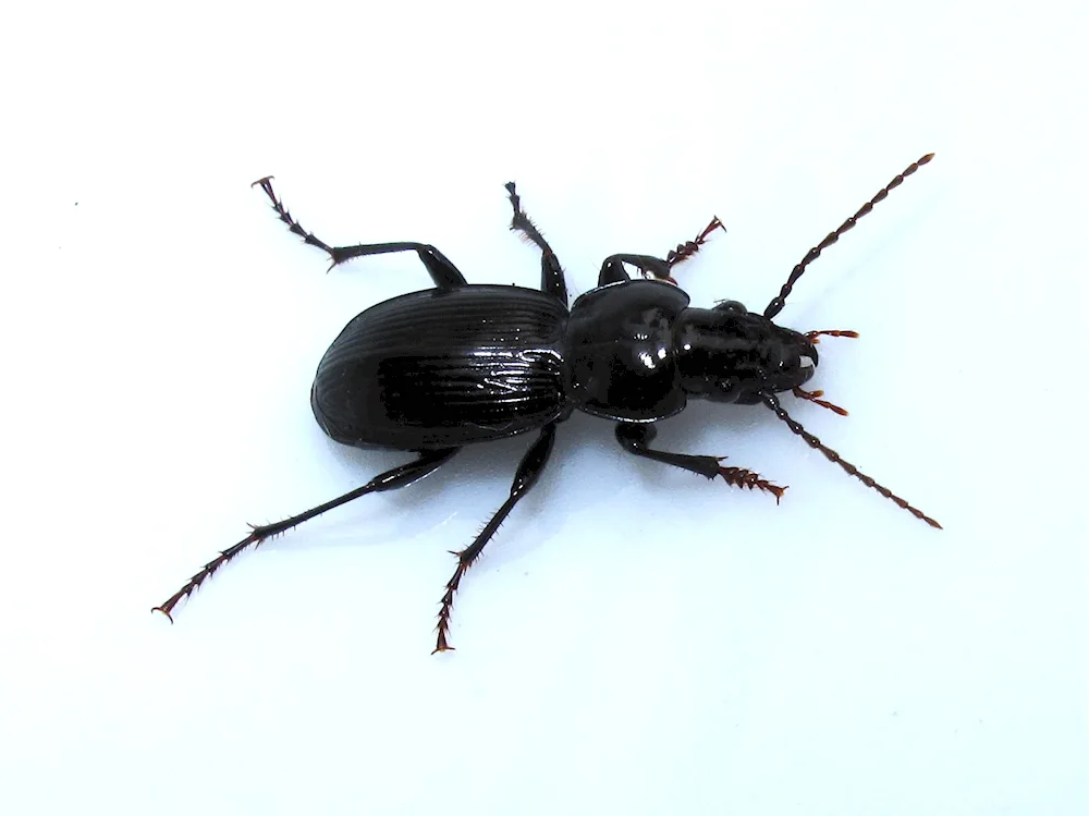 Black beetle Speckled beetle