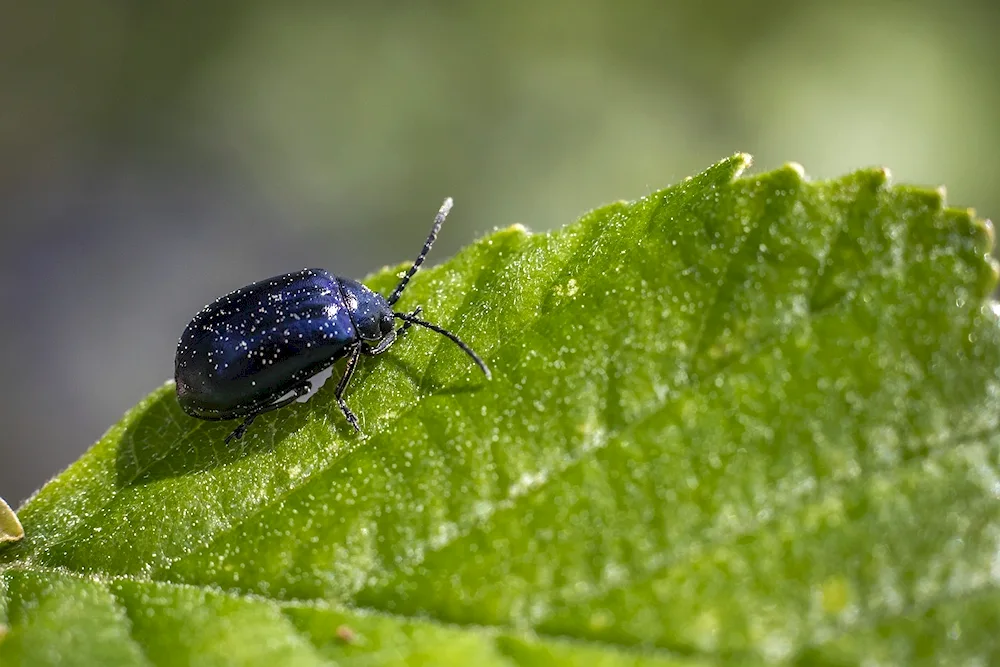 Flower beetle