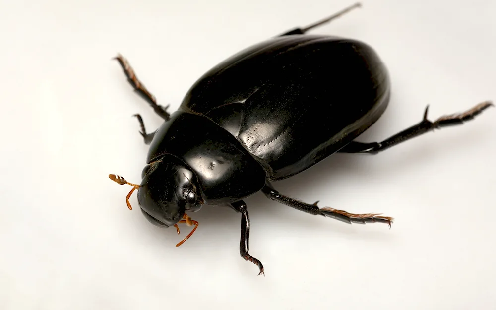 Black mealybug