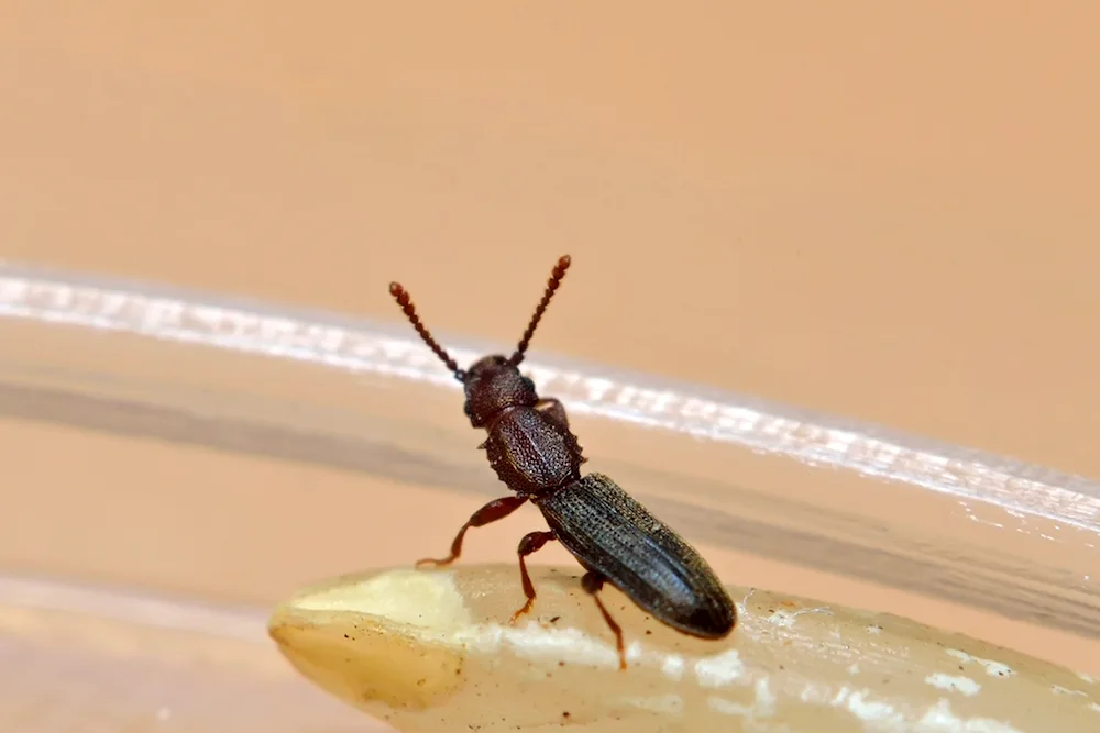 Black Mealybug