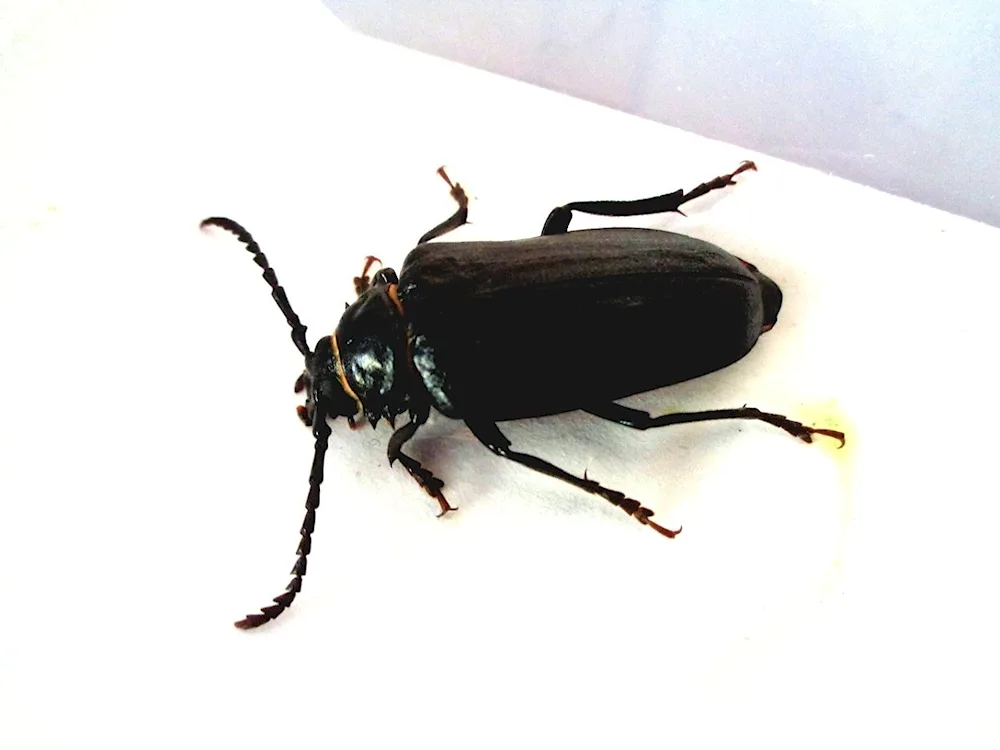 Macrophagus beetle