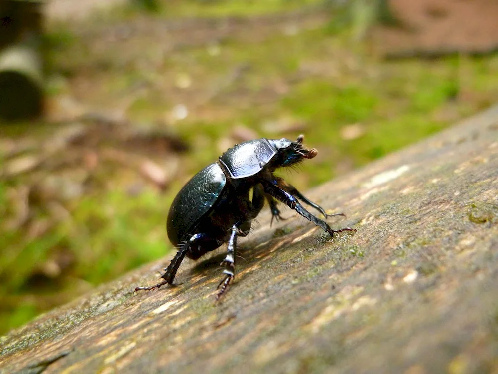 House beetles