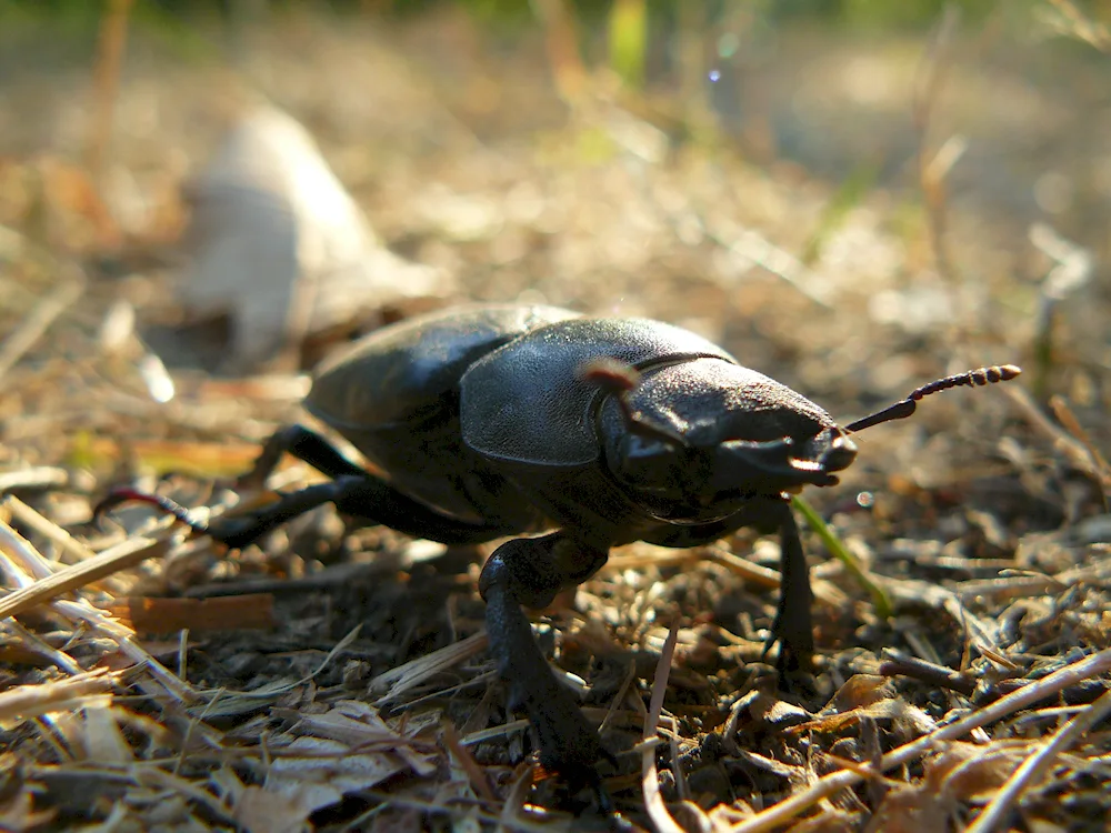 Polygraphus beetle