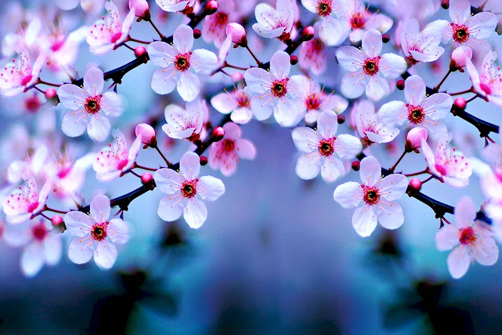 Spring blossom trees