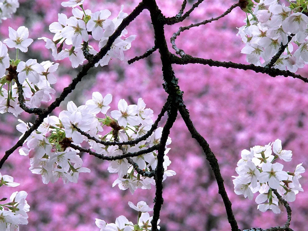 Yalta almond blossom