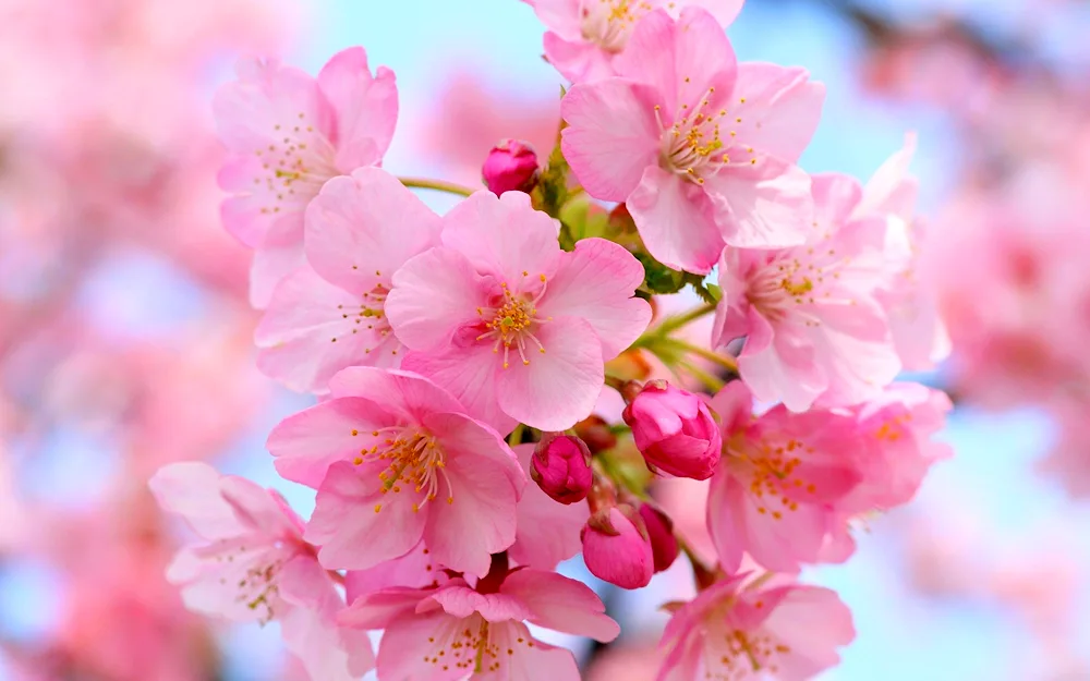 Sakura blossom branch