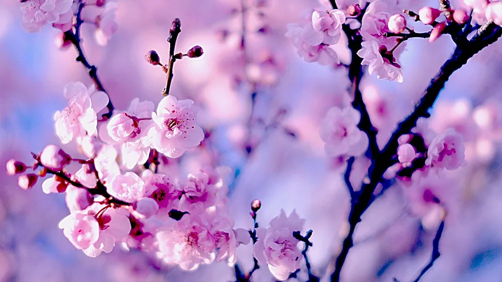 Cherry blossom flower