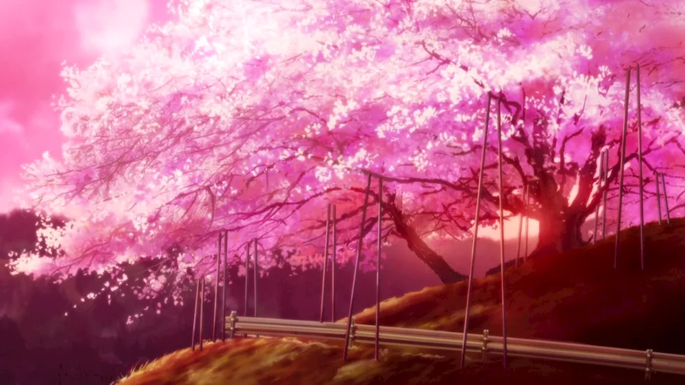 Cherry blossom anime