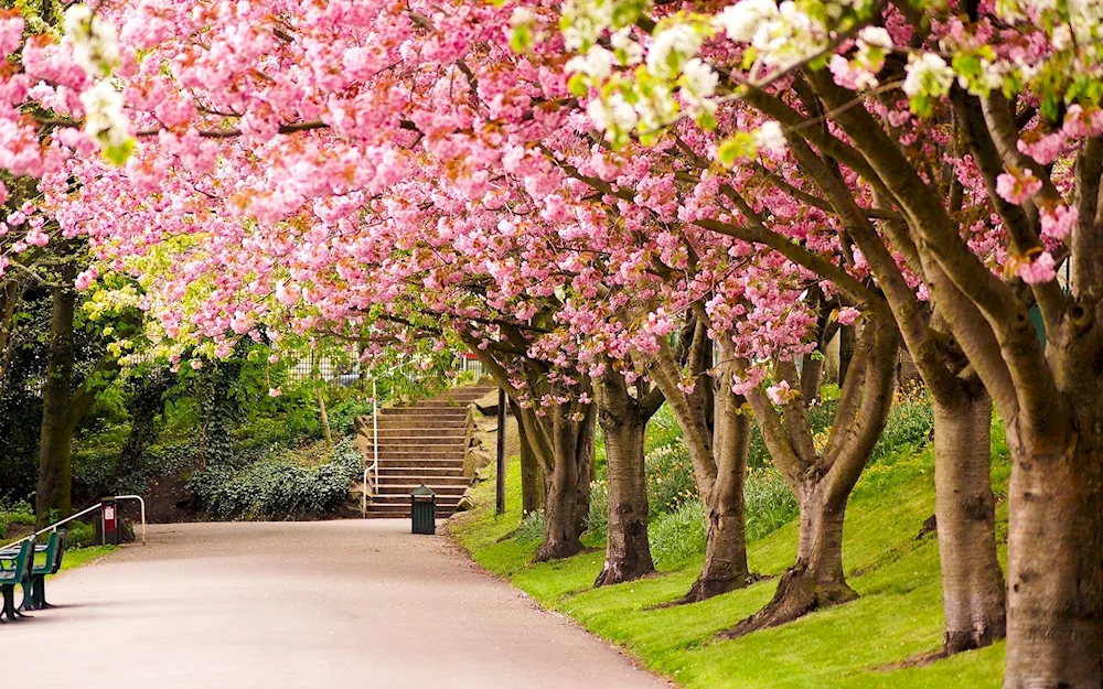 Cherry blossom blossom tree