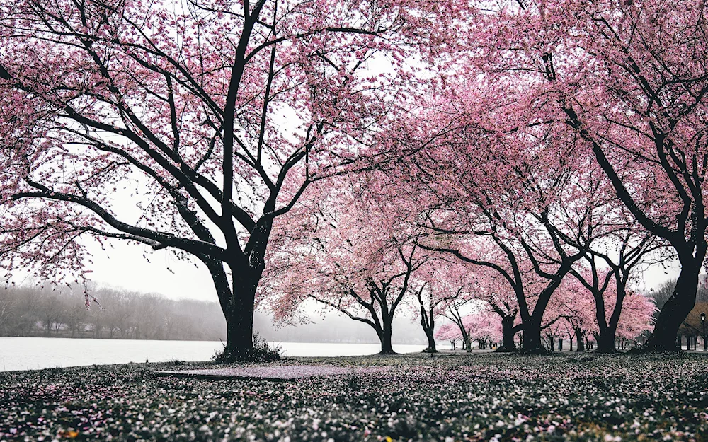 Cherry blossom tree