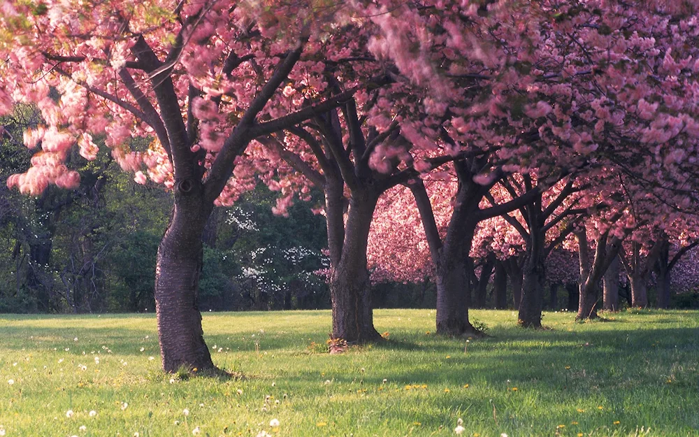 Cherry blossom tree