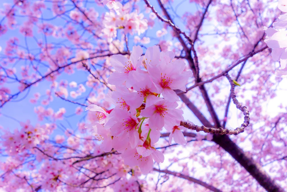 Cherry blossom tree