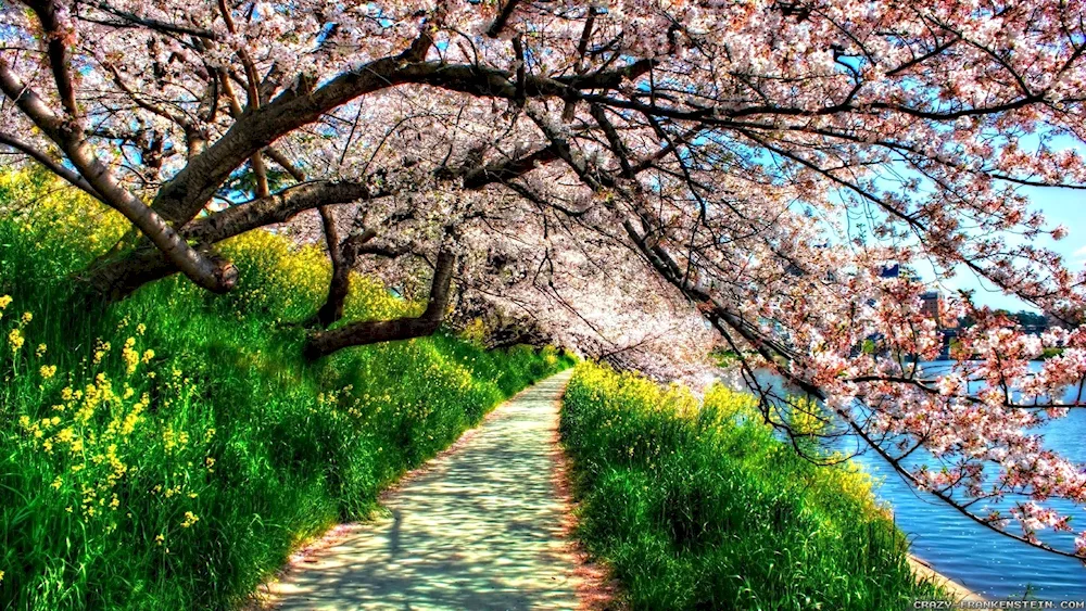 Cherry blossom apple tree