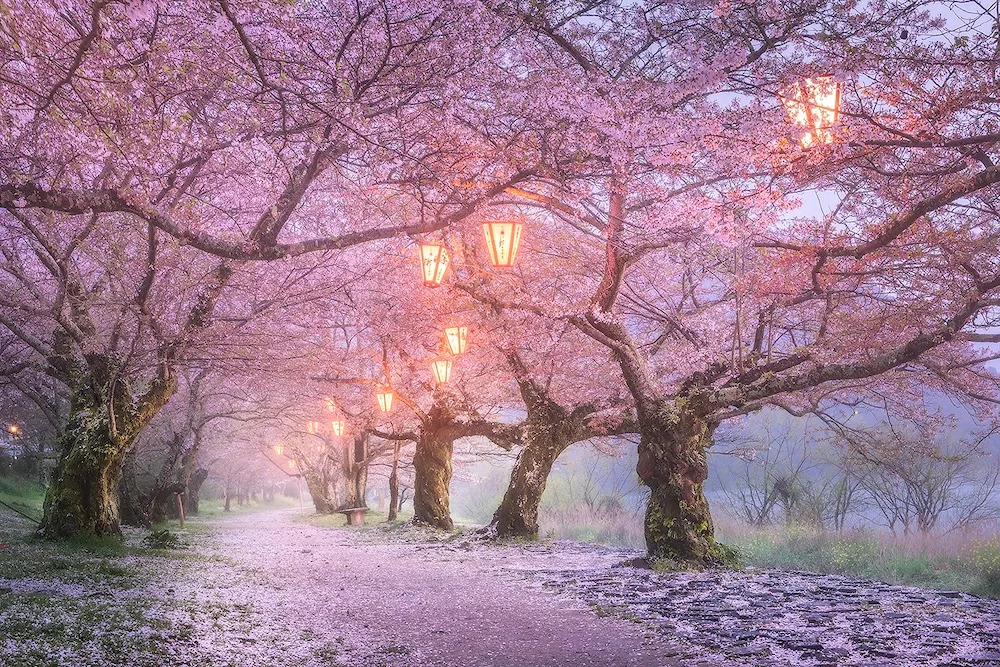 Cherry blossom tree