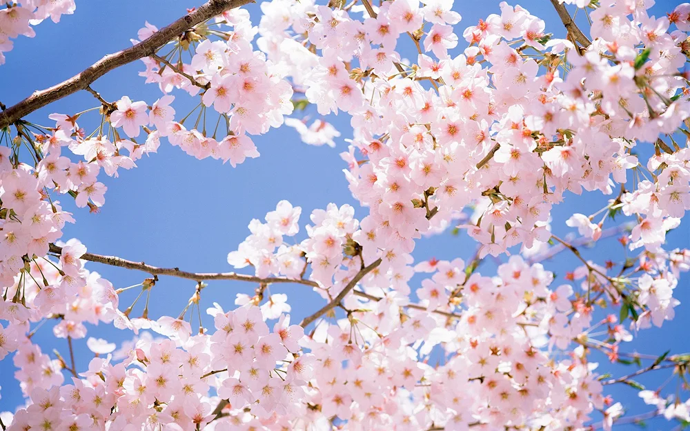 Cherry blossom tree