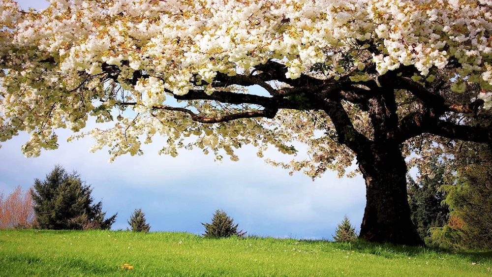 Maykop Valley of apple trees