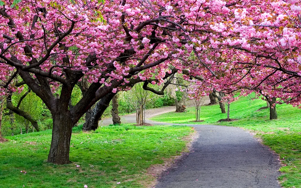 Cherry blossom tree