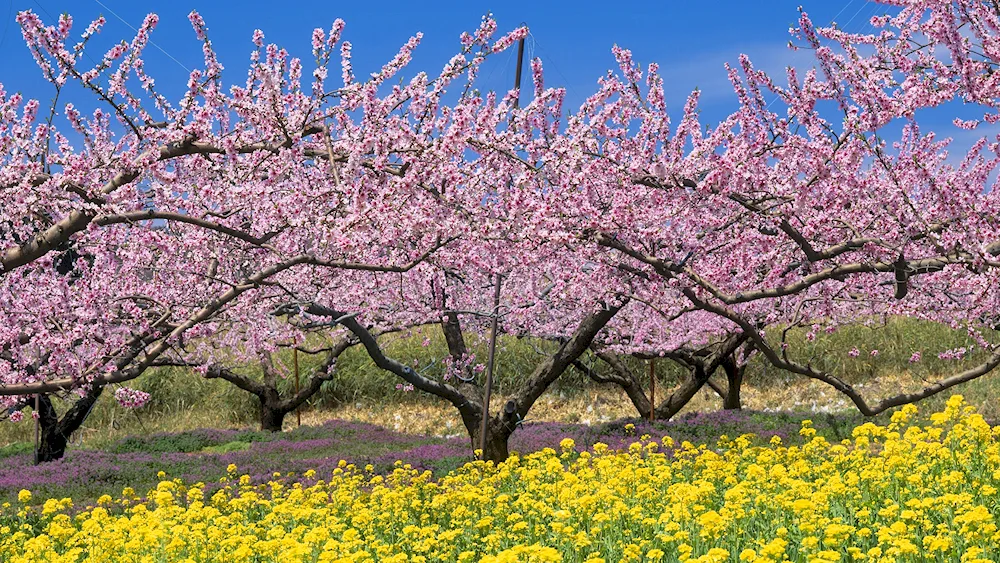 Cherry blossom trees