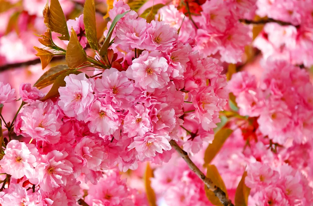 Cherry blossom May