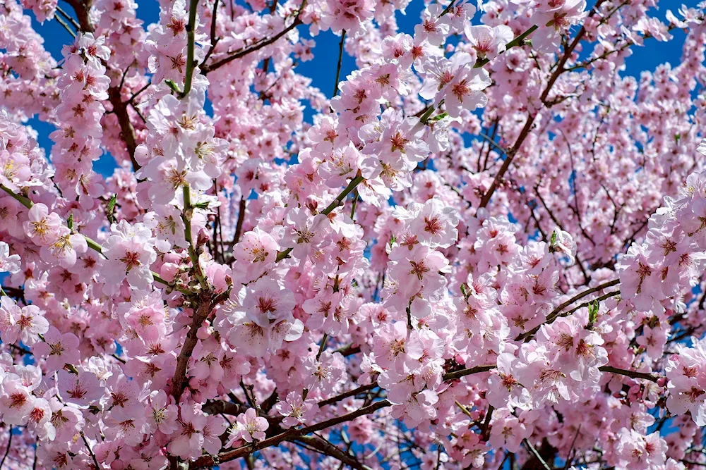 Apple blossom Malus domestica