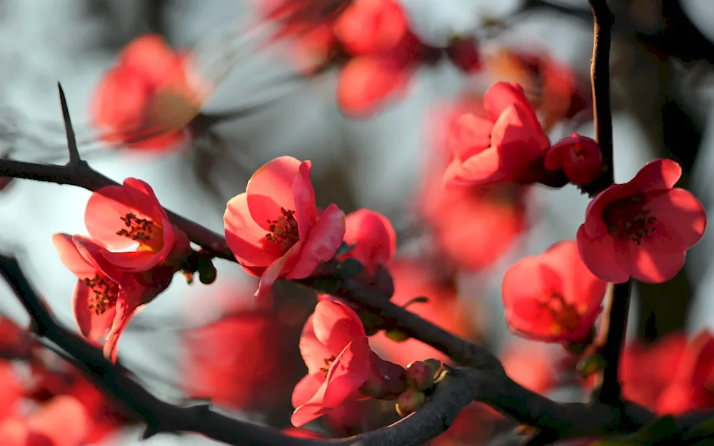 Spring flowers on dark background