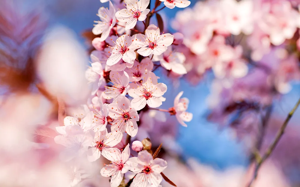 Magnolia flowers