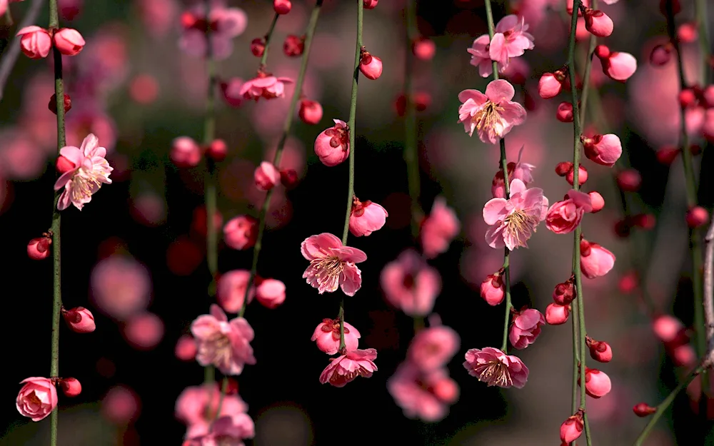 Cherry blossom tree