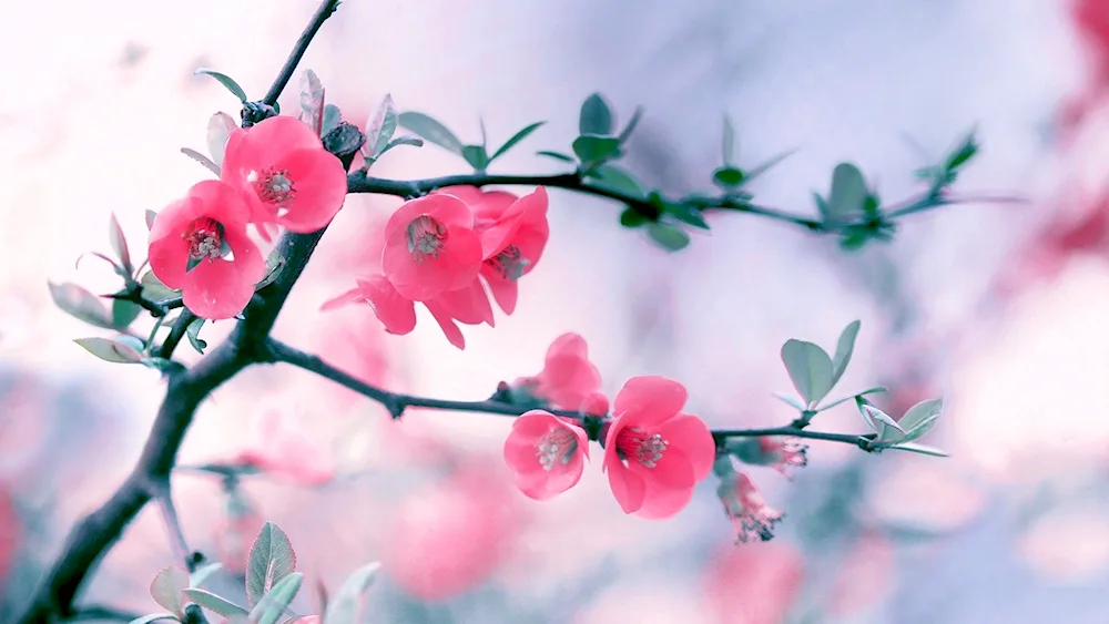 Cherry blossom flower