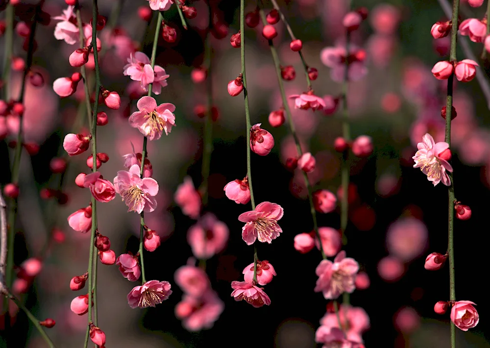 Cherry blossom flower