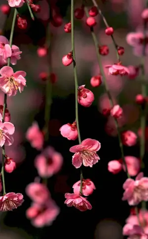 Cherry blossom flower