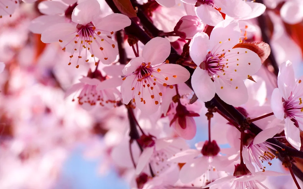 Cherry blossom flower