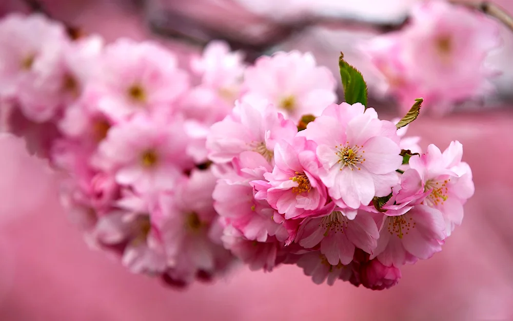 Cherry blossom flower